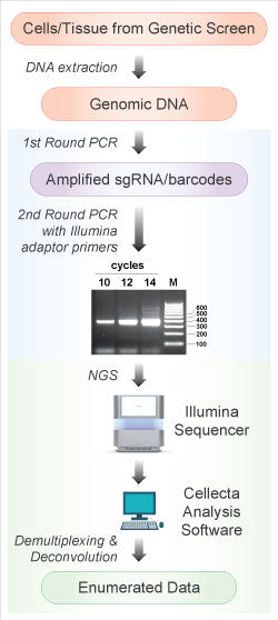 Sequencing Service for Samples from Genetic Screens and Barcode Libraries