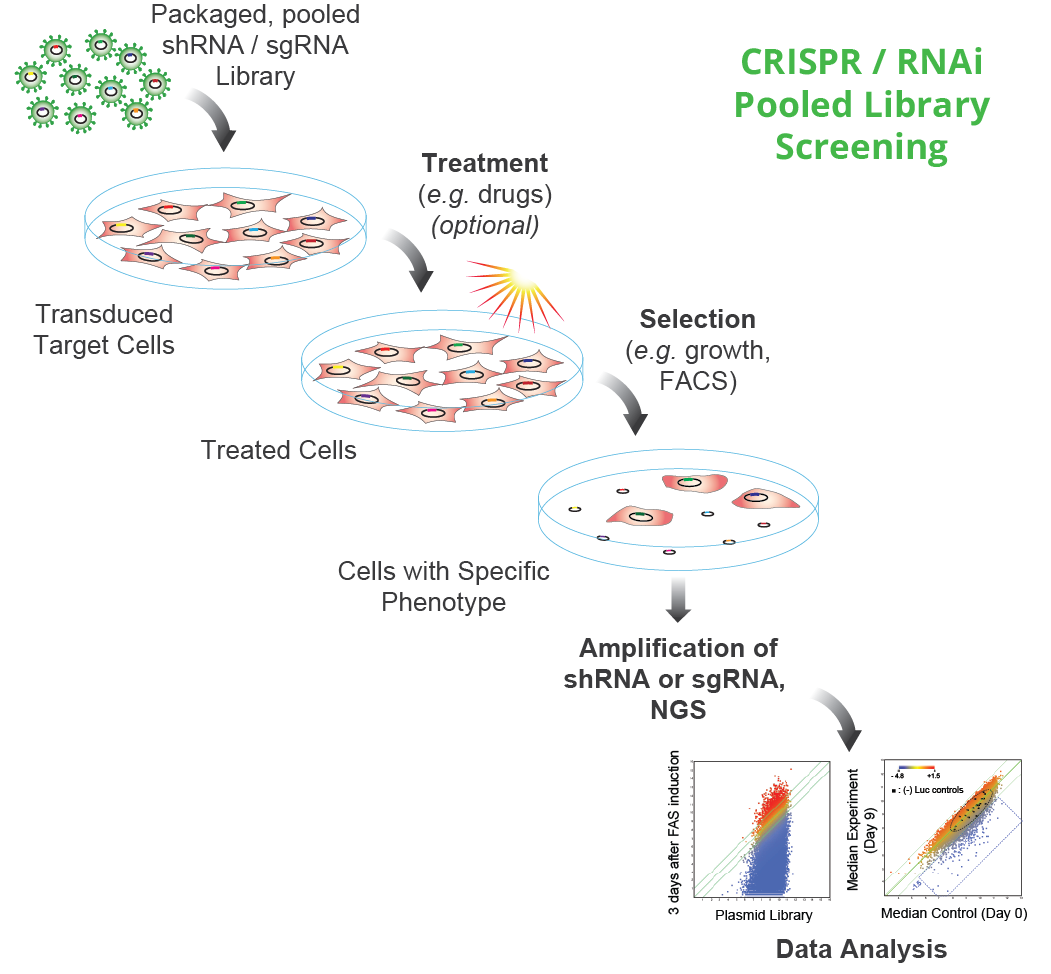 CRISPR/RNAi Screening Services