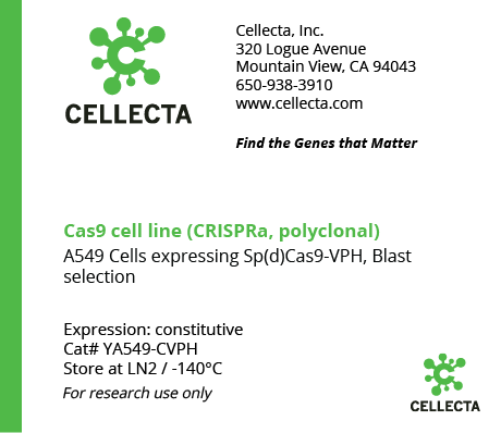 dCas9-Expressing Cell Lines for CRISPRa - YA549-CVPH