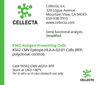 K562 Antigen Presenting Cells