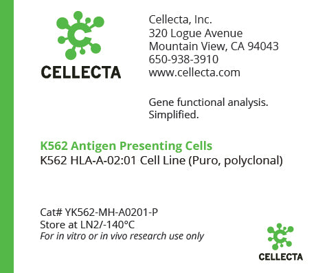 K562 Antigen Presenting Cells