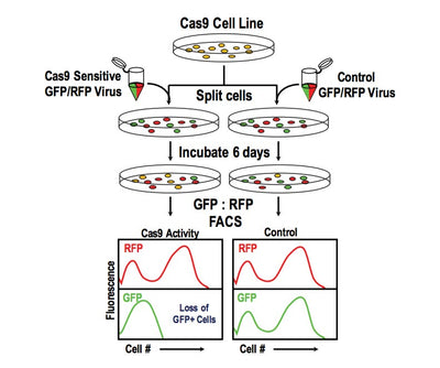 CRISPRaTest™ dCas9-Activator Assay Set / 4 x dCas9-VPH Constructs