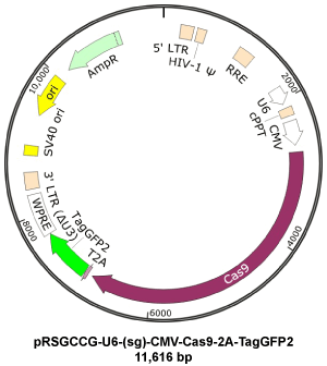 Custom sgRNA Constructs - Cellecta