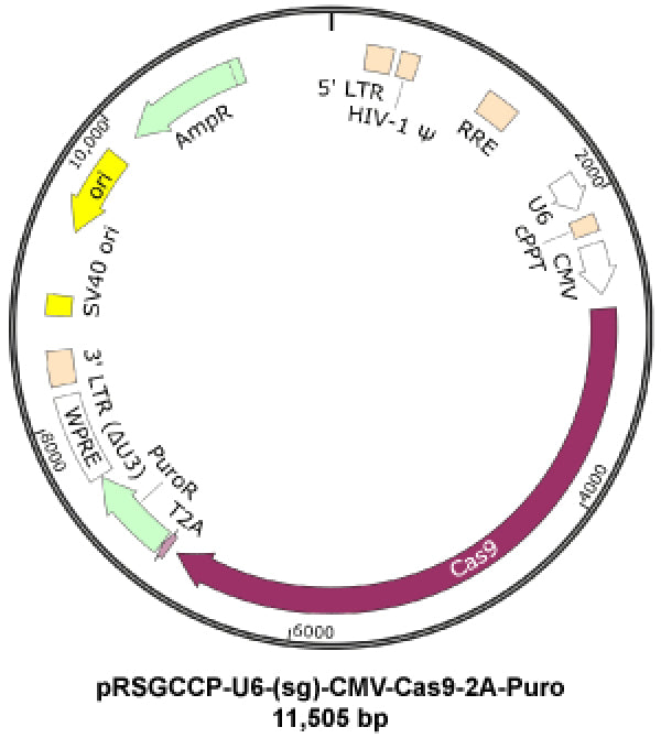 CRISPR copGFP sgRNA Control Construct with Cas9 | Cellecta, Inc - Cellecta
