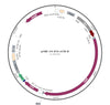 Tet-Inducible CRISPR Cas9 Lentiviral Vector