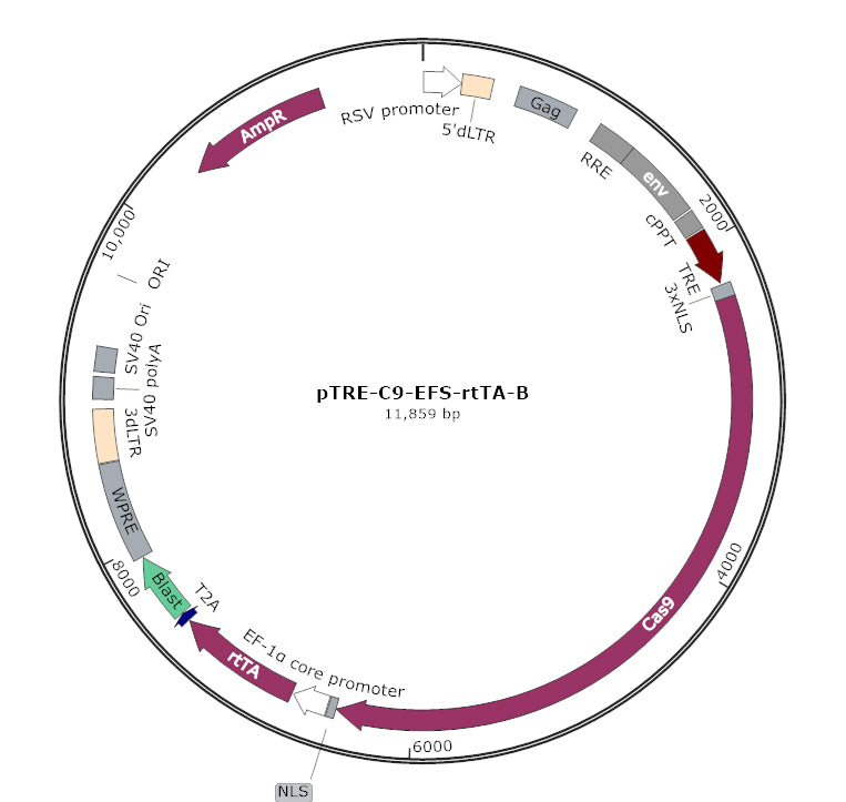 Tet-Inducible CRISPR Cas9 Lentiviral Vector