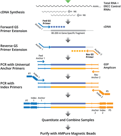 Cellecta DriverMap Targeted RNA-Sequencing Workflow