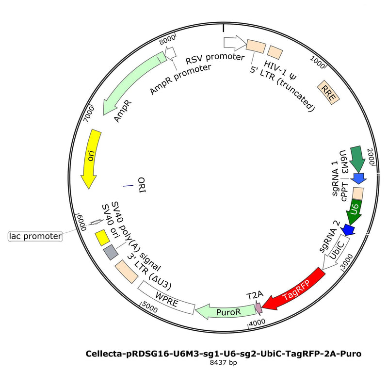 Sgrna Pool Library Human Genome-Wide CRISPRi Dual-sgRNA Library | Cellecta, Inc - Cellecta