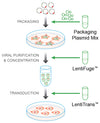 LentiPrep™ Lentiviral Reagent Set with Fluorescent Control for Packaging and Transduction