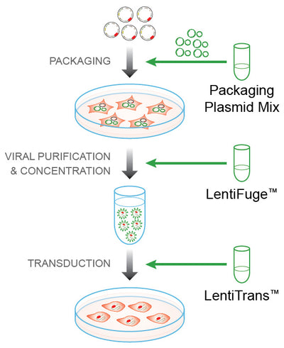 LentiPrep™ Lentiviral Reagent Set with Fluorescent Control for Packaging and Transduction