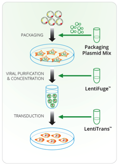 Lentiviral Packaging Services - Cellecta