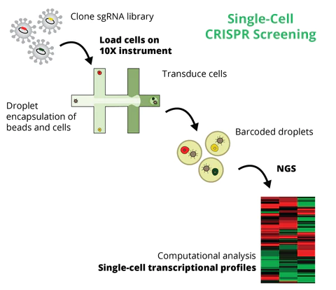 Single-Cell CRISPR Screening Service: Perturb-Seq, CRISP-Seq, CROP-Seq etc.