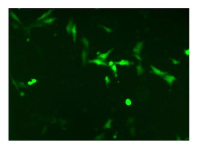 DPP4-Expressing Cell Line (for MERS-CoV-S assays)