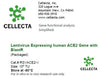 Cellecta Lentivirus Expressing Human ACE2 Gene with BlastR (Packaged) RSVACE2-V