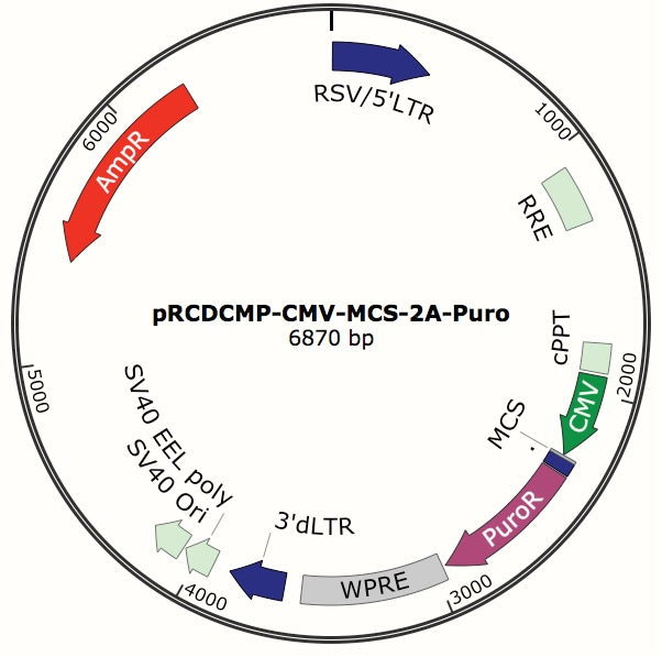 Custom Lentiviral cDNA Constructs