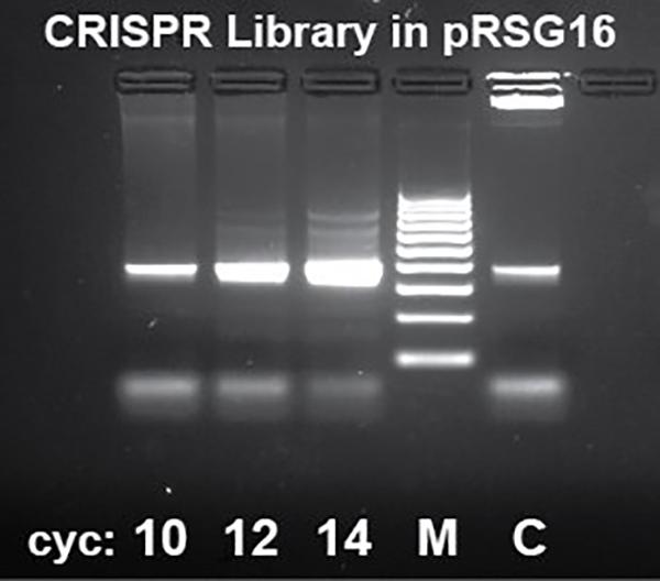 Sequencing Service for Samples from Genetic Screens and Barcode Libraries