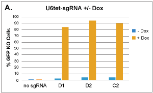 Custom sgRNA Constructs
