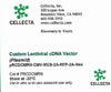 Cellecta Custom Lentiviral cDNA Vector PRCDCMRN