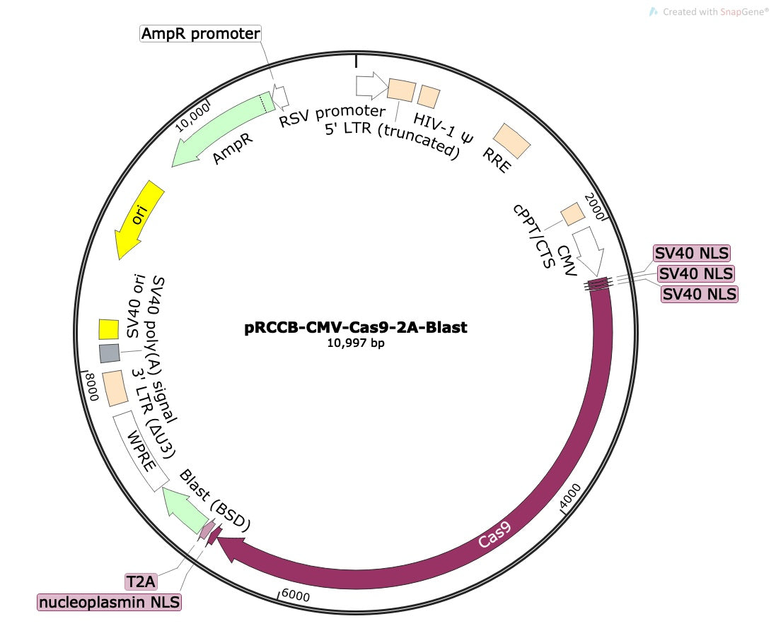 CRISPR Cas9 Expression Construct