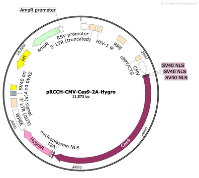 CRISPR Cas9 Expression Construct