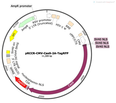 CRISPR Cas9 Expression Construct