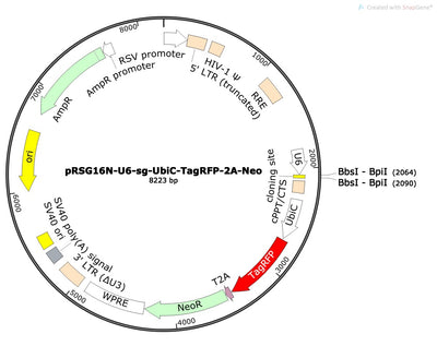 Standard sgRNA U6 Promoter Expression Vector (linearized, ready-for-cloning)