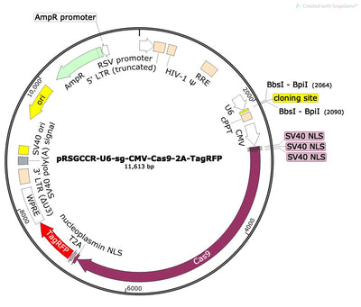 CRISPR sgRNA Vector with U6 Promoter and Cas9 (linearized, ready-for-cloning)
