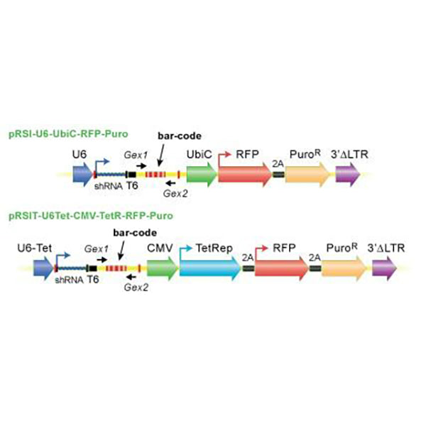 Custom shRNA Libraries